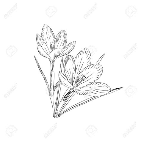 Crocus Flower Drawing at GetDrawings | Free download