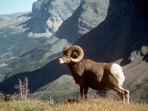 The Wildlife of Glacier National Park | Blog Posts | WWF