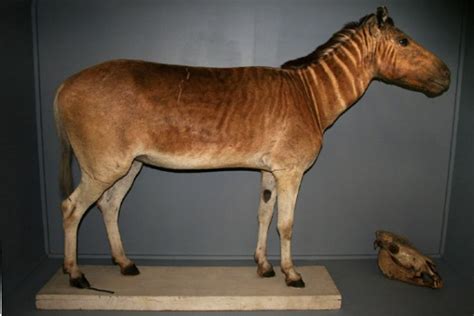 Quagga | Extinct Animals