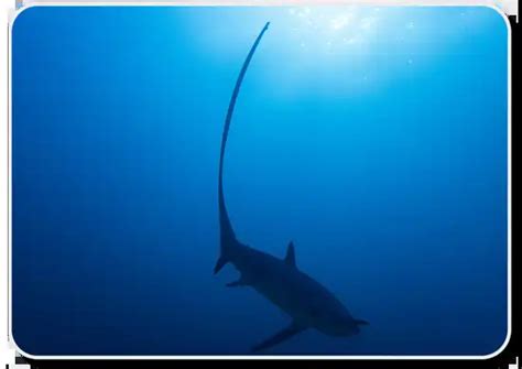 Pelagic Thresher Shark – Facts, Size, Behavior, Diet, Pictures