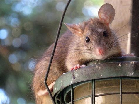 Rats And Bird Feeders | Prevent Rodents | Bird Spot