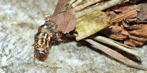 Bagworm Moth Caterpillar (Complete Guide for 2021)