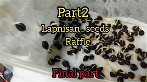 #lapnisan#agarwood#Philippines Part2 Lapnisan germinated seeds raffle ...