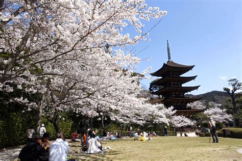 香山公園・瑠璃光寺五重塔の桜｜花見特集2024