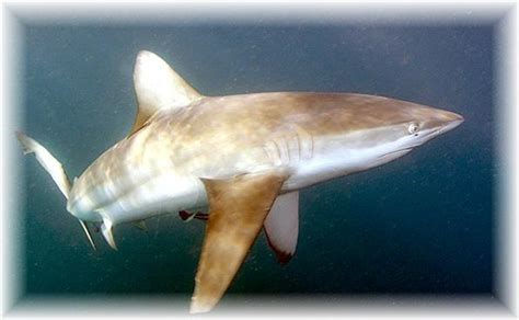 Bronze-Whaler-Shark-Carcharhinus-brachyurus-aka-copper-shark – "OCEAN ...