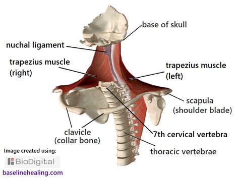 nuchal ligament supraspinous ligament