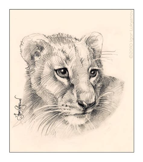 Lion Cub Drawing Easy at GetDrawings | Free download