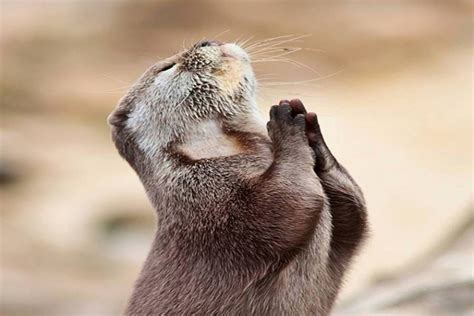 Most Beautiful Animal Praying Wallpaper ~ Charming collection of Photos ...