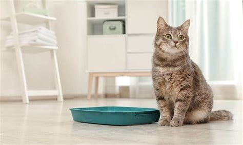 Identifying Cat Litter Box Problems and How to Solve Them - Shed Happens