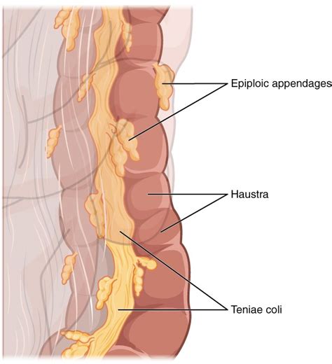 The Small and Large Intestines | Anatomy and Physiology II