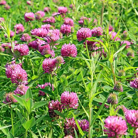 Medium Red Clover Seeds, Trifolium pratense | American Meadows