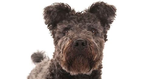 Pumi Dog Breed Information - American Kennel Club