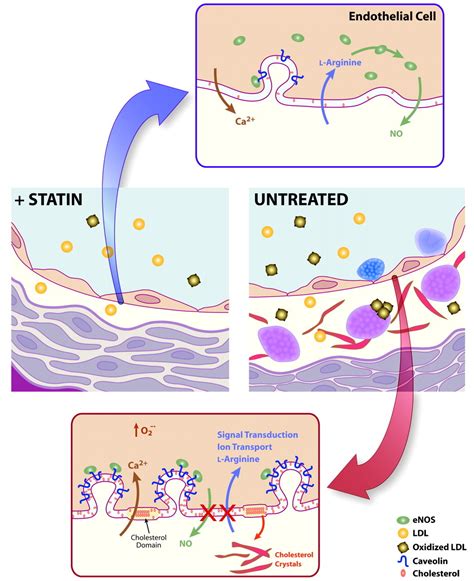 Effects of HMG-CoA Reductase Inhibitors on Endothelial Function | Circulation