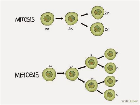 # 128 Cell division – Mitosis and Meiosis | Biology Notes for IGCSE 2014