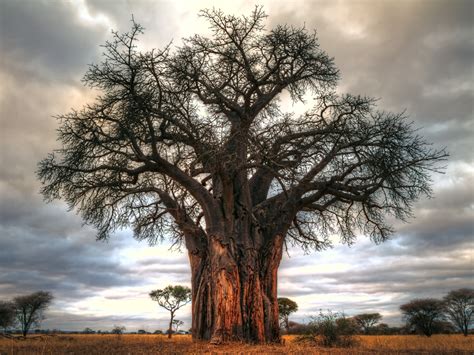 This Baobab Tree is One Thousand Years Old (give or take) - Anne McKinnell Photography