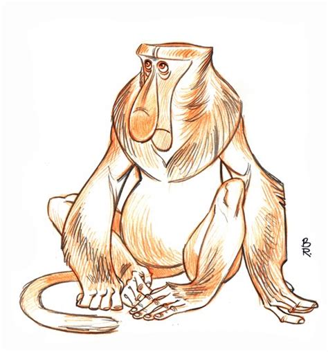 Animal Design by Barry Reynolds: P - Proboscis Monkey