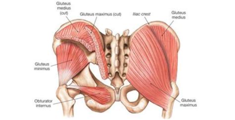 GLUTEUS MINIMUS MUSCLE: - Mobile Physiotherapy Clinic