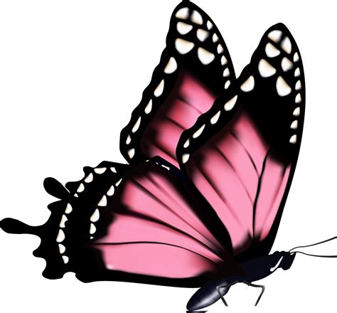 Mariposa De Dibujos Animados Arte Imagen Png Imagen T | Porn Sex Picture