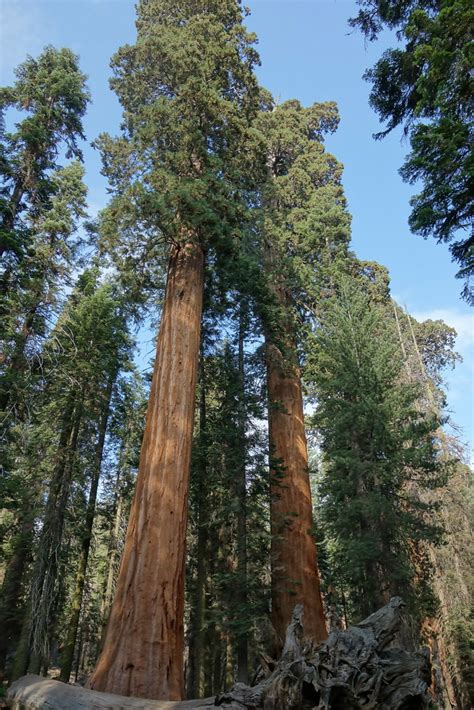 Sequoia and Kings Canyon National Park | Giant Sequoia Trees… | 10 K | Flickr