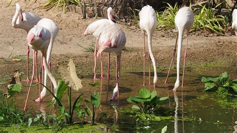 A Group of Flamingos Drinking Water 2019983 Stock Video at Vecteezy