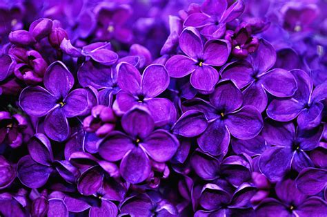 The Color Palette Is Purple And Has Lavender Flowers - vrogue.co