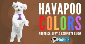 Havapoo Colors: Photo Gallery & Complete Guide