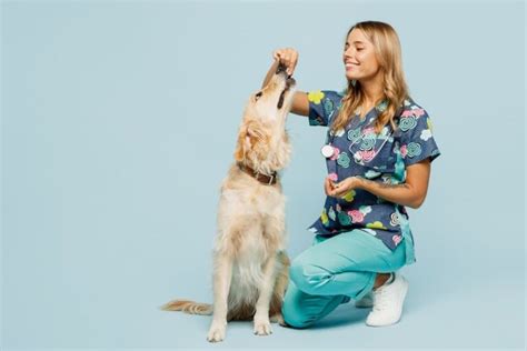 7 Dog Allergy Medications Prescribed By Vets | Great Pet Care