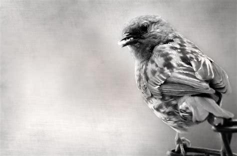 Bird Free Stock Photo - Public Domain Pictures