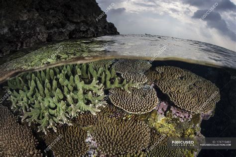 Coral reef growing in shallow water — ocean, surface - Stock Photo | #174715482