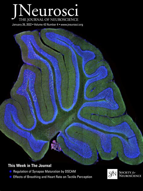 Index by author — January 26, 2022, 42 (4) | Journal of Neuroscience