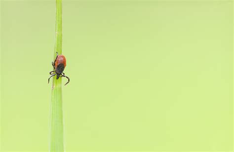 Tick FactsSecond Opinion Magazine The Easiest and Safest Way to Remove a Tick is with Pointy ...