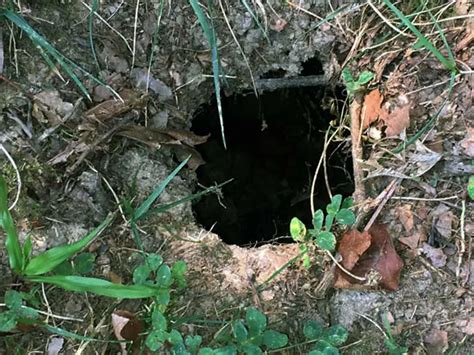 Mole Holes vs Vole Holes: What's the Difference