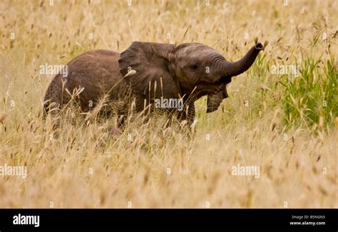 Elephant trumpeting hi-res stock photography and images - Alamy