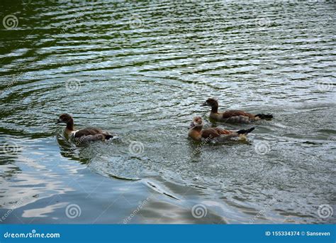 Feeding a Swimming Duck Family on a Pond in Europe Stock Photo - Image of beach, background ...