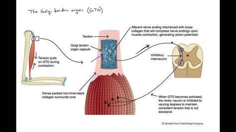 The Golgi tendon organ - YouTube