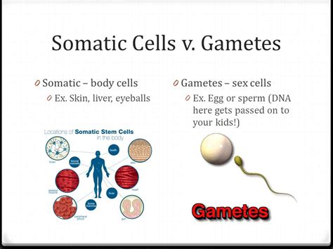 If Mitosis Makes Somatic Cells What Does Meiosis Make - Blaze-has-Adkins