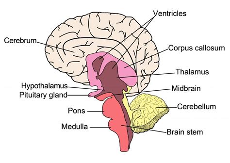 What Is the Difference between the Thalamus and Hypothalamus?