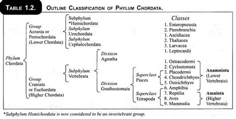 Classification of Phylum Chordata (With Characters) | Zoology