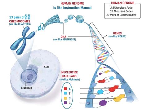 Types of Genetic Abnormalities in Embryos