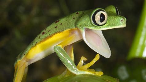 are tree frogs poisonous to touch - Marivel Ponce