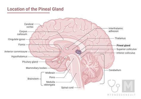 Pineal Gland : Structure And Function - My Endo Consult