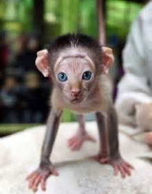 Mittens: Cute Monkey-Kitten Hybrids | Bored Panda