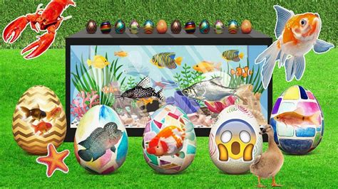 Colorful surprise eggs, Baby Shark, Zebra fish, Molly fish, Glofish, - YouTube