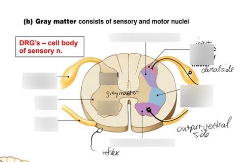 Spinal Cord Grey Matter Diagram | Quizlet