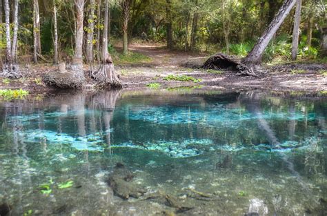 Florida Paddle Notes | The Ocklawaha River