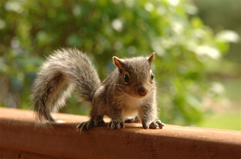 What to do if you find a baby squirrel - Ontario SPCA and Humane Society