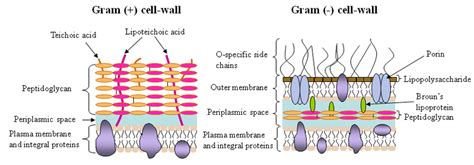 Schematic structure of Gram-positive and Gram-negative cell walls ...