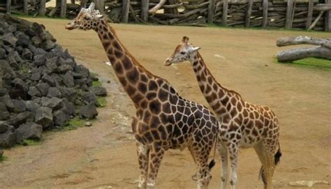 Auckland Zoo in Auckland