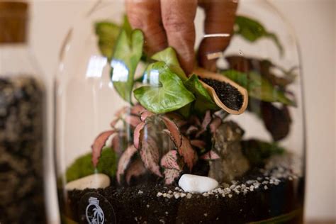 Fittonia Terrarium Diy Kit | 'Paris' By Tropical Glass