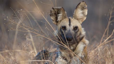 Can African Wild Dogs Kill Humans